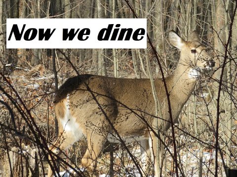 Deer feasting on tree tops