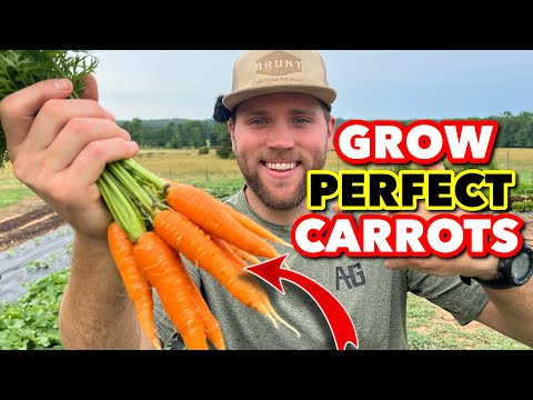 STEP-BY-STEP GUIDE: GROWING CARROTS FROM SEED!