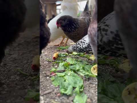 Let’s Talk About Chickens 🐓🐥 #short #shorts #joelsalatin #chicken #Polyface #urbanfarming