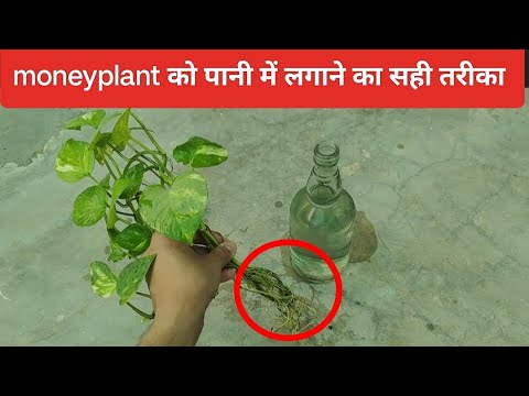 Money Plant Grow In Water Bottle  | मनीप्लांट को पानी में ऐसे लगाए | money plant ko pani me lagaye