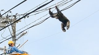 チンパンジー、動物園から逃走　麻酔銃打たれ捕獲　仙台市