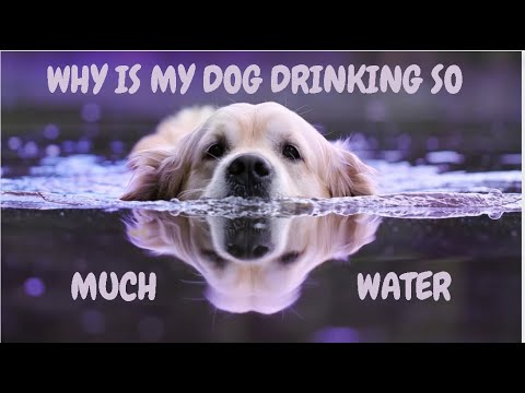 Why Is My Dog Drinking So Much Water