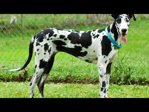 Great Dane vs  Newfoundland Giant Dog Comparison