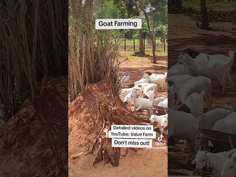 Morning Routine at the farm! Healthy Goats! #farming #shortsfeed #goat