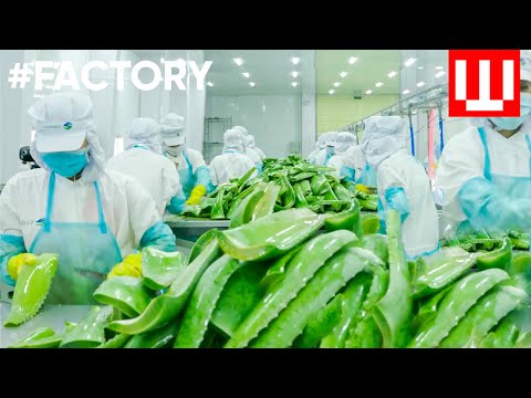 How Natural Cosmetics Is Made | Organic Cosmetic Factory Tour