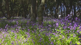 約4万本のムラサキハナナが見頃　香川県坂出市・番の州公園