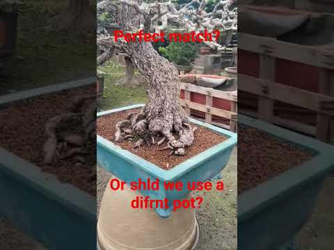 did the blue pot match? #bonsai $#bonsaitree #tsunamibonsai