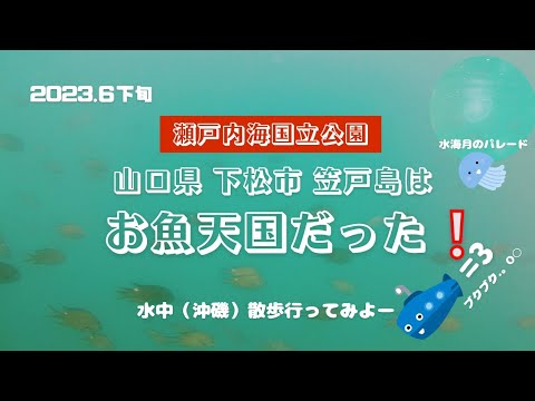 【瀬戸内海国立公園】笠戸島はお魚天国だった❕ミズクラゲのパレード