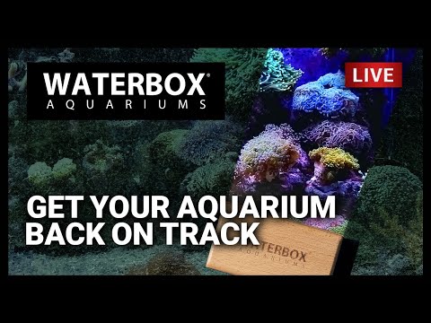 Episode 152: Maintenance suggestions to get your aquarium looking great.