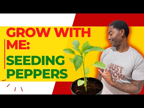 How to Plant Peppers Like a Pro: A Beginner's Guide to Seeding Your Peppers