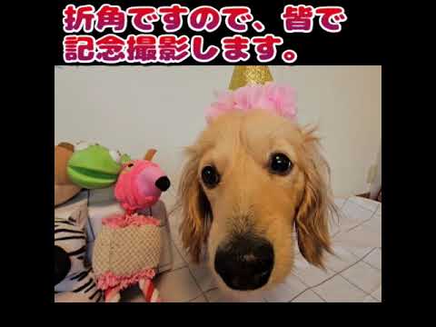 特別編ミルヒ1歳Birthday   #カニンヘンダック  #ダックスフンド  #子犬  #ミニチュアダックス  #犬のいる暮らし #ペット動画 　#cutedog  　#dog　#犬