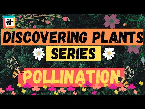 POLLINATION | DISCOVERING PLANTS SERIES | Part 3 | Science | The Study Pod