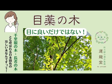 目の疲れに効く！日本だけにある漢方『目薬の木』で目の機能改善と肝機能アップを目指そう