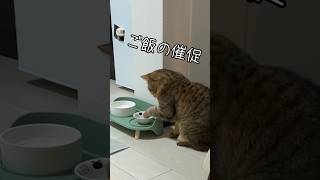 【催促】不満げな猫の後ろ姿(後頭部)が最高すぎるぞ… #shorts