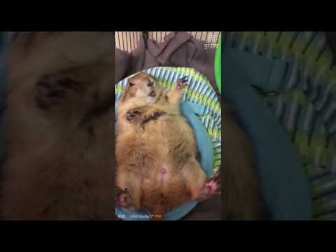 Tickling a prairie dog