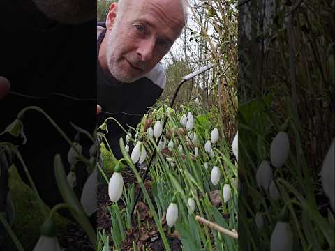 Snowdrop 'Hoggets round' #gardening #winterflowers #snowdrop #ideas #adventure #explore ##motivation