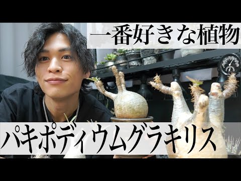 ｢パキポディウムグラキリス｣つかきゅんの一番好きな植物。