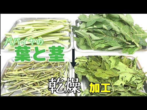 【野菜乾燥テスト】業務用食品乾燥機でパパイヤの葉と茎を乾燥加工（プチミニⅡ）