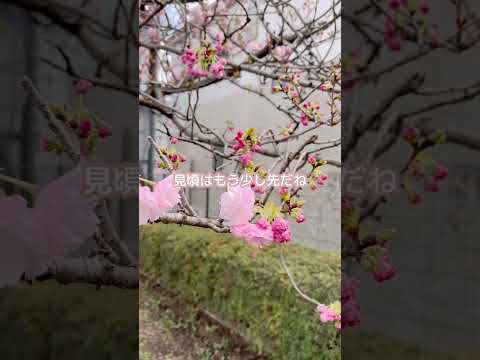 神奈川県大和市つきみ野の「桜の散歩道」に桜を撮りに行ってきました #z50 2023/03/30