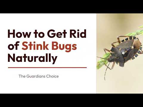 4 Ways to Get Rid of Stink Bugs Naturally | How to Get Rid of Stink Bugs Naturally