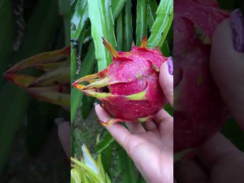 Amazing tropical fruit #dragonfruit #antioxidants  #satisfying #viral #trend #shorts