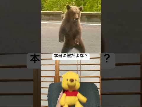 本当に熊だよな　#shorts