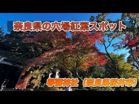 【奈良・等彌神社紅葉】2024年11月25日撮影   一歩神城に入ればその荘厳さに身を引き締まる感じがします　#なら#こうよう #桜井市#神社