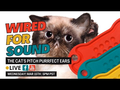 Wired for Sound with Dr. Carol Smeja | Two Crazy Cat Ladies