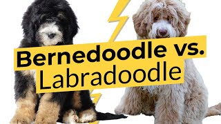 Bernedoodle vs. Labradoodle🐶 Breed Comparison 🐶 🔴 2023 🔴