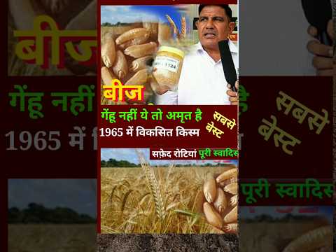 wheat variety,गेहुँ की सबसे अच्छी किस्म खाने के लिए, gehun ki best variety , top variety of wheat