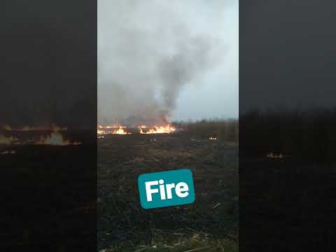 26 January 2024# fire #crop field ##shytbshortsortsfeed