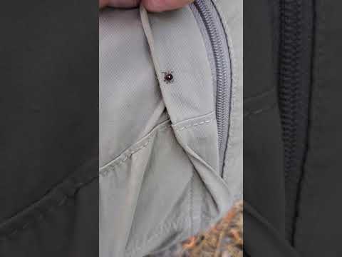 Sawyer Insect Repellent Spray For Clothing. Effective on Ticks? Pt2