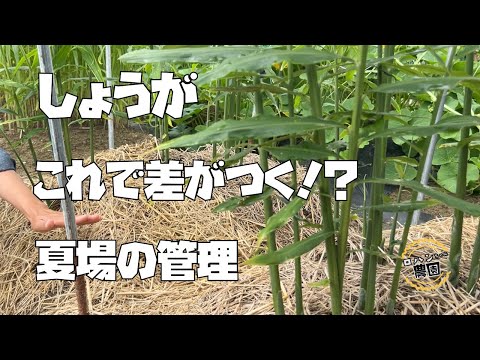 これをすれば大きく育つ！？【生姜】の育て方【有機】【農家の家庭菜園】