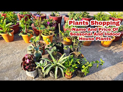 Plants Shopping With Name And Price Of Seasonal and Indoor House Plants