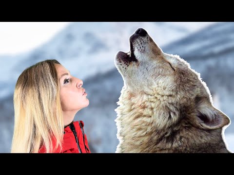 WHY DO WOLVES HOWL? - I explain the different howls & what they mean