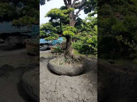 how to move garden trees#bonsai #bonsaitree #art