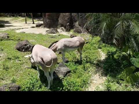 Taipei zoo wild ass