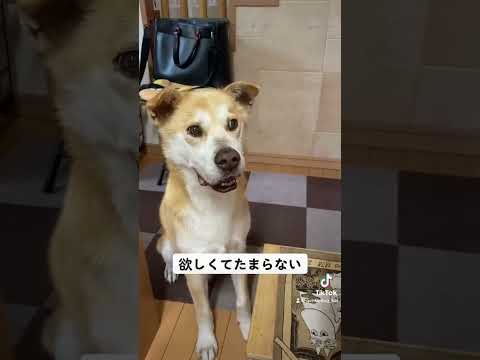 食事前の顔がすごい。#rescuedog #シニア犬 #保護犬を家族に #doggo ＃dogrun#いぬのいる生活 #犬好き