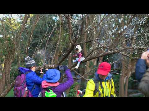 陽明山花卉試驗中心 梅花(JEFF 4K video)Taipei Yangmingshan Flower Experiment Center-Plum Blossom#jeff0007