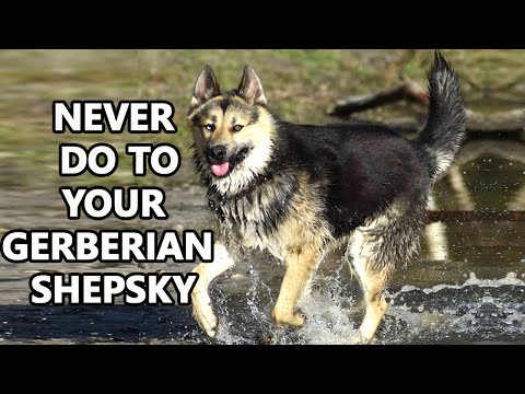 9 Mistakes That Shorten Your Gerberian Shepsky Life