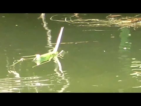 ショウリョウバッタの忍法水蜘蛛の術