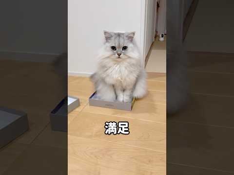 箱ソムリエな猫 【サイベリアン】 #Shorts