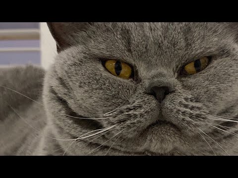 King of Cats (AMV)