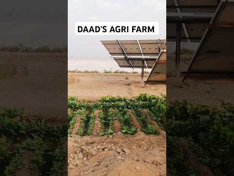 DAAD'S AGRI FARM | #agriculture #potatofield #potatocultivation #farming #potatofarming #shortvideo