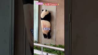 【緊急速報】パンダ楓浜🍁お怒りMAX🤬#shorts #楓浜 #panda