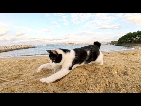 Two cat brothers go out to the beach in the evening and play happily