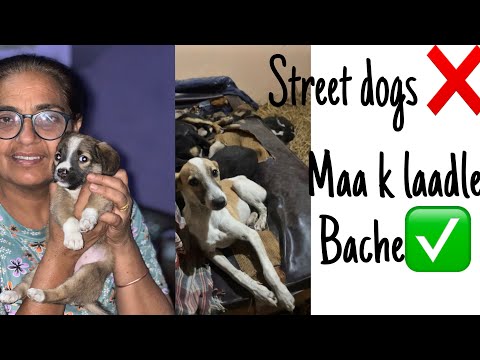 Maa k laadle bche | help street dogs | share and supply @Bezubaan1999