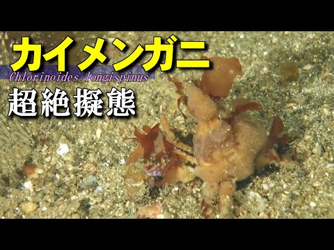 Crab wearing a sponge wetsuit / Prismatopus longispinus