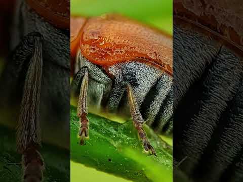 Closer Insect Photography with Mobile Extreme Macro Lens 🔥 #macro #lens #extremelens