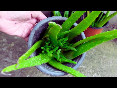 Aloe vera Leaf Propagation Updates